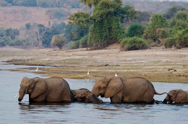 Elefante - parque nacional de Chobe - Botswana - cruzando un rio 2.jpg